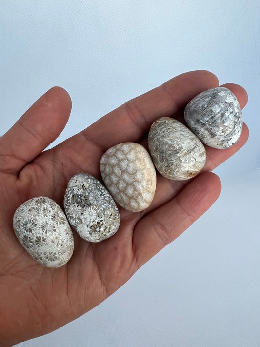 Fossil Coral Egg