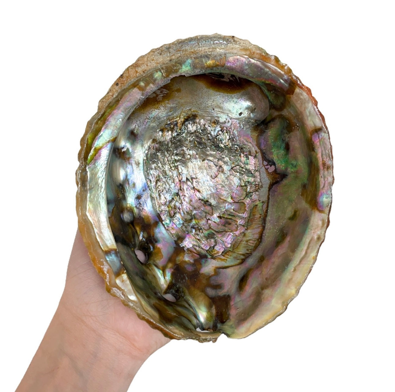 Abalone Shells