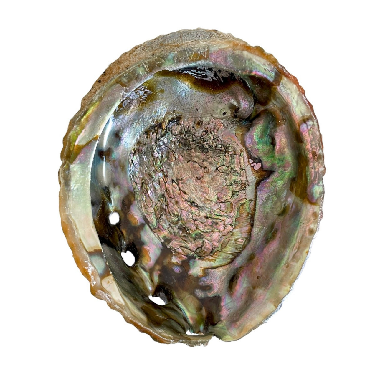 Abalone Shells